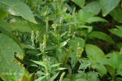 Justicia betonica var. betonica